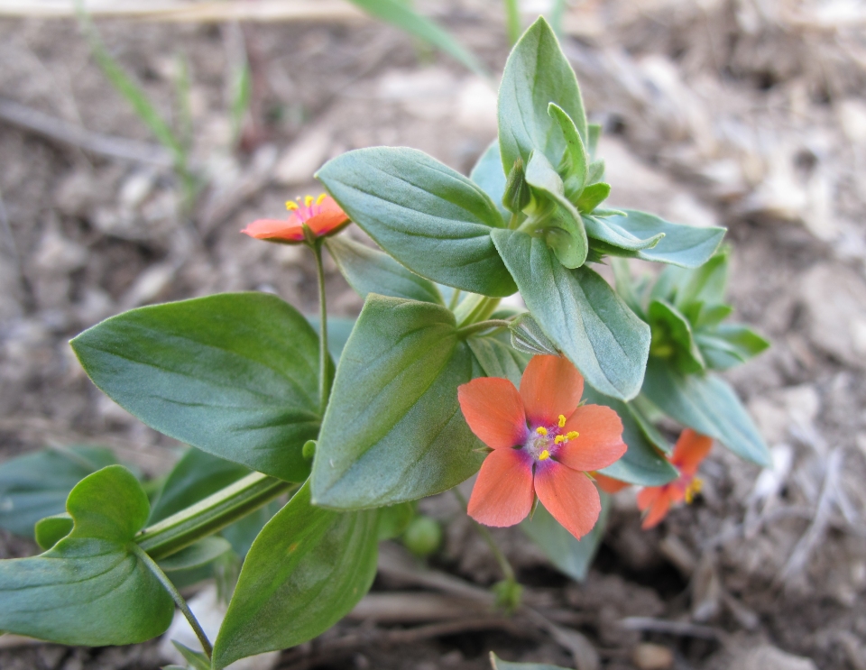 Anagallis arvensis