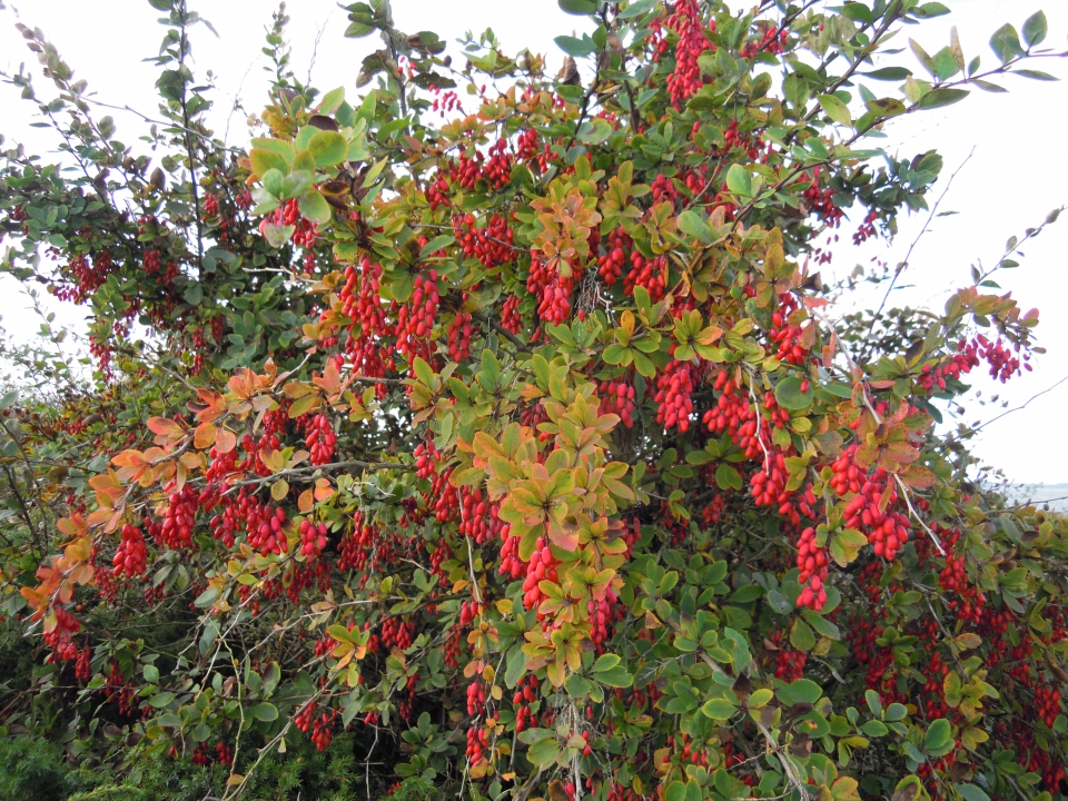 Berberis vulgaris