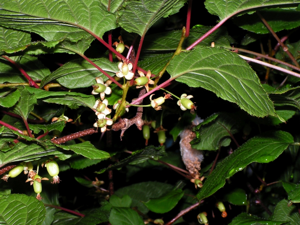 Actinidia kolomikta