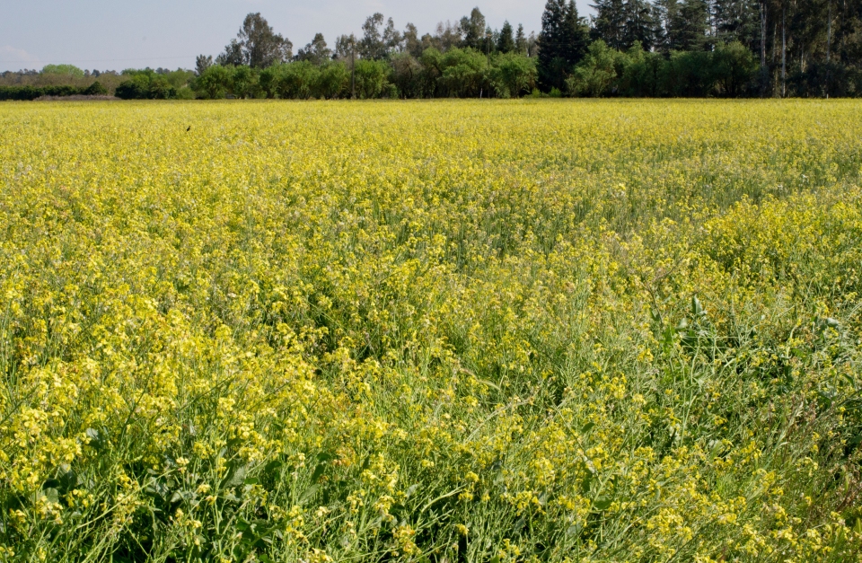 Brassica juncea