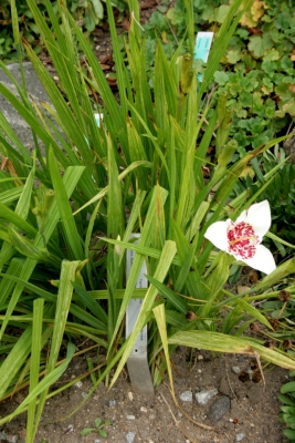 Tigridia pavonia