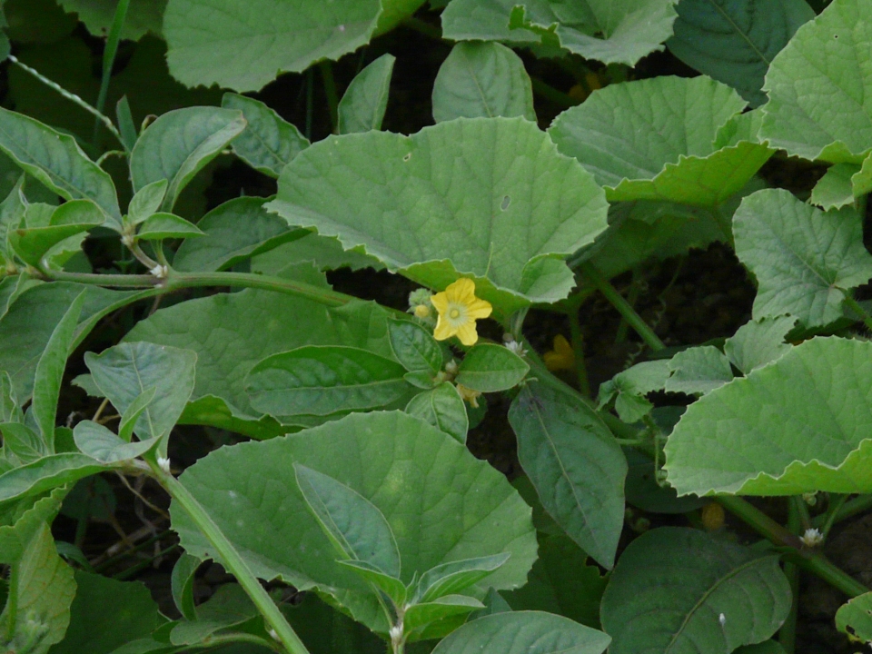 Cucumis melo agrestis