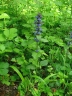 Ajuga reptans