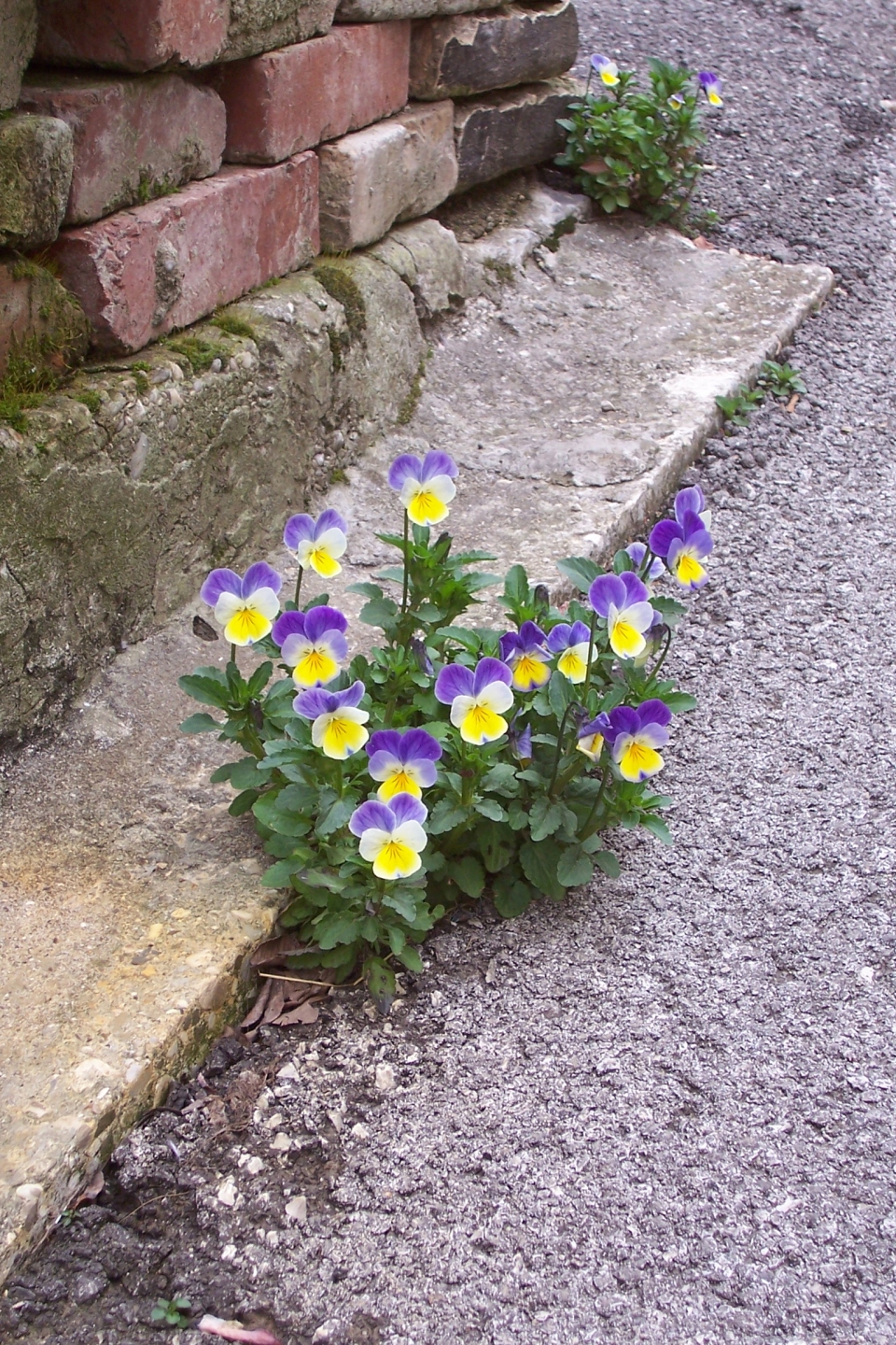 Viola × wittrockiana