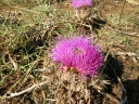 Carlina gummifera