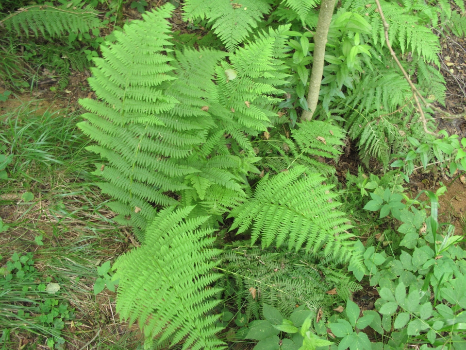 Athyrium filix-femina