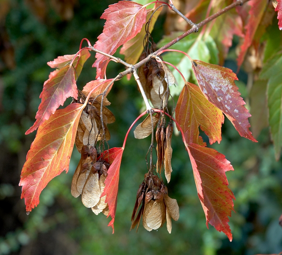 Acer tataricum ginnala