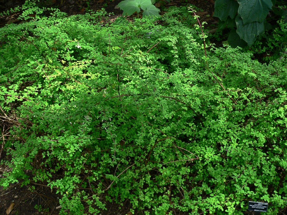 Fuchsia microphylla