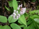 Asclepias quadrifolia