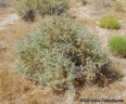 Atriplex canescens