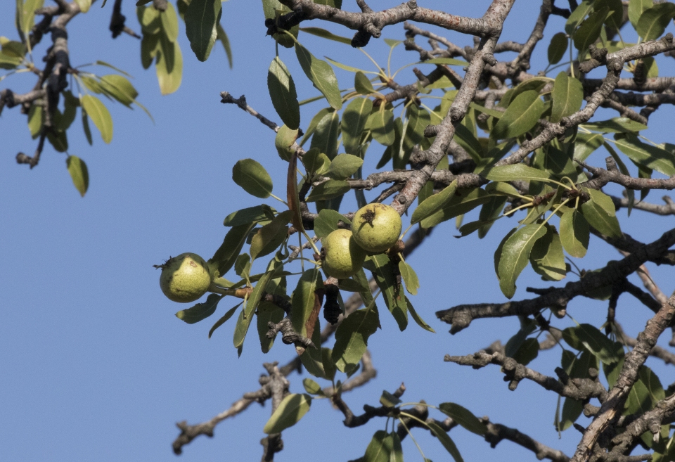 Pyrus elaeagnifolia