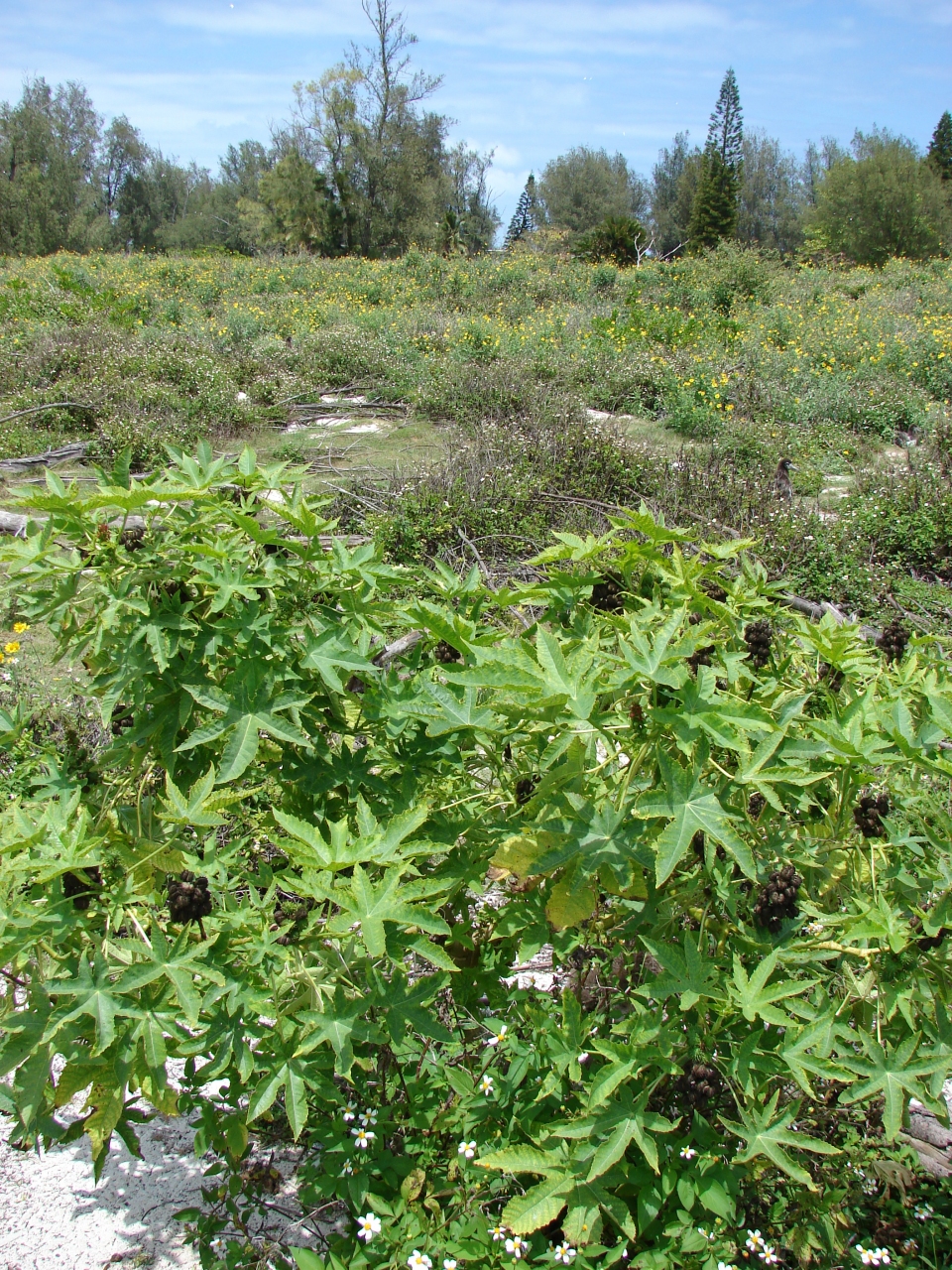 Ricinus communis