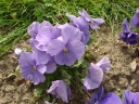 Viola × wittrockiana