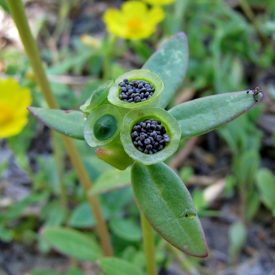 Portulaca oleracea