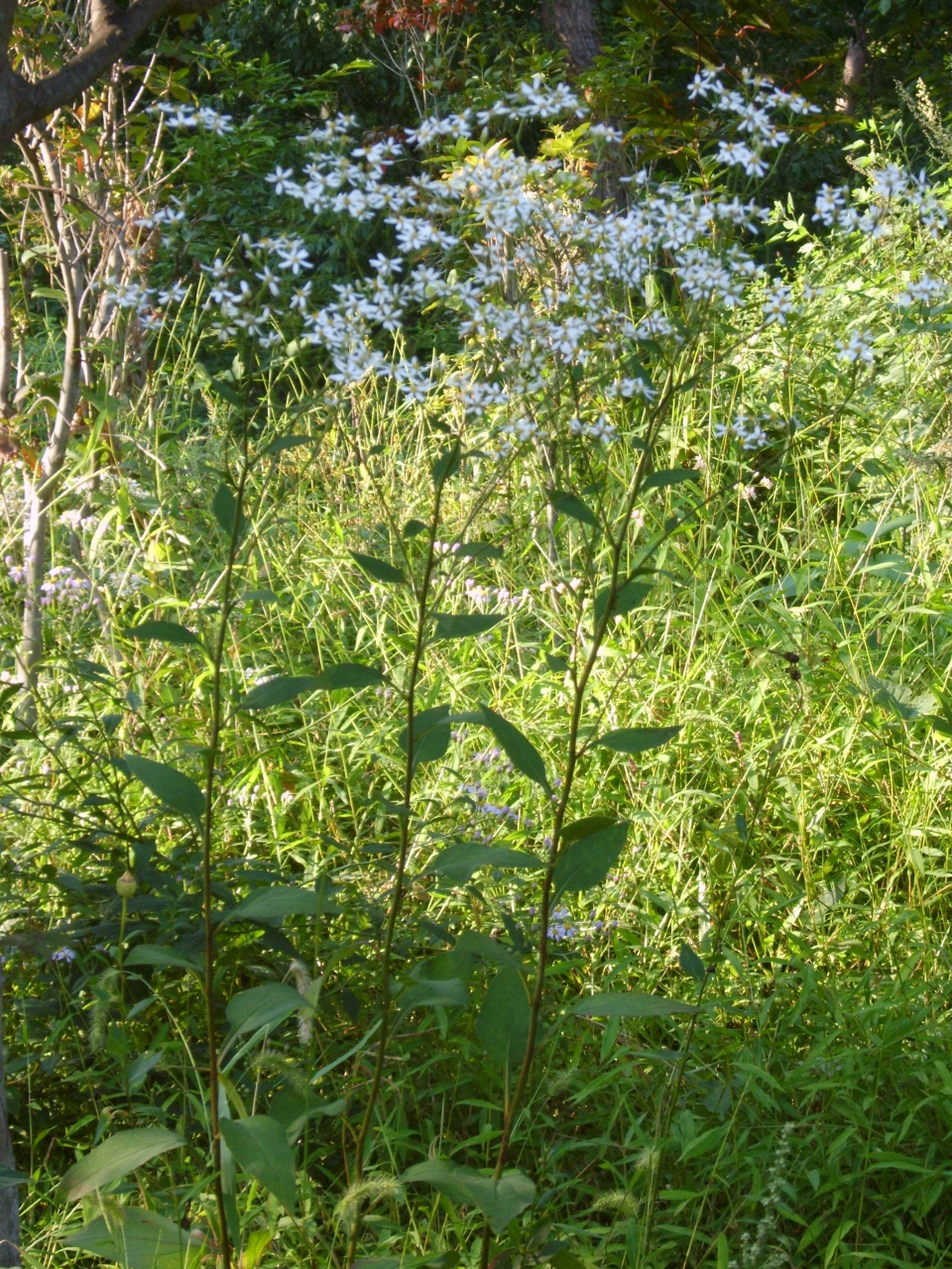 Aster scaber