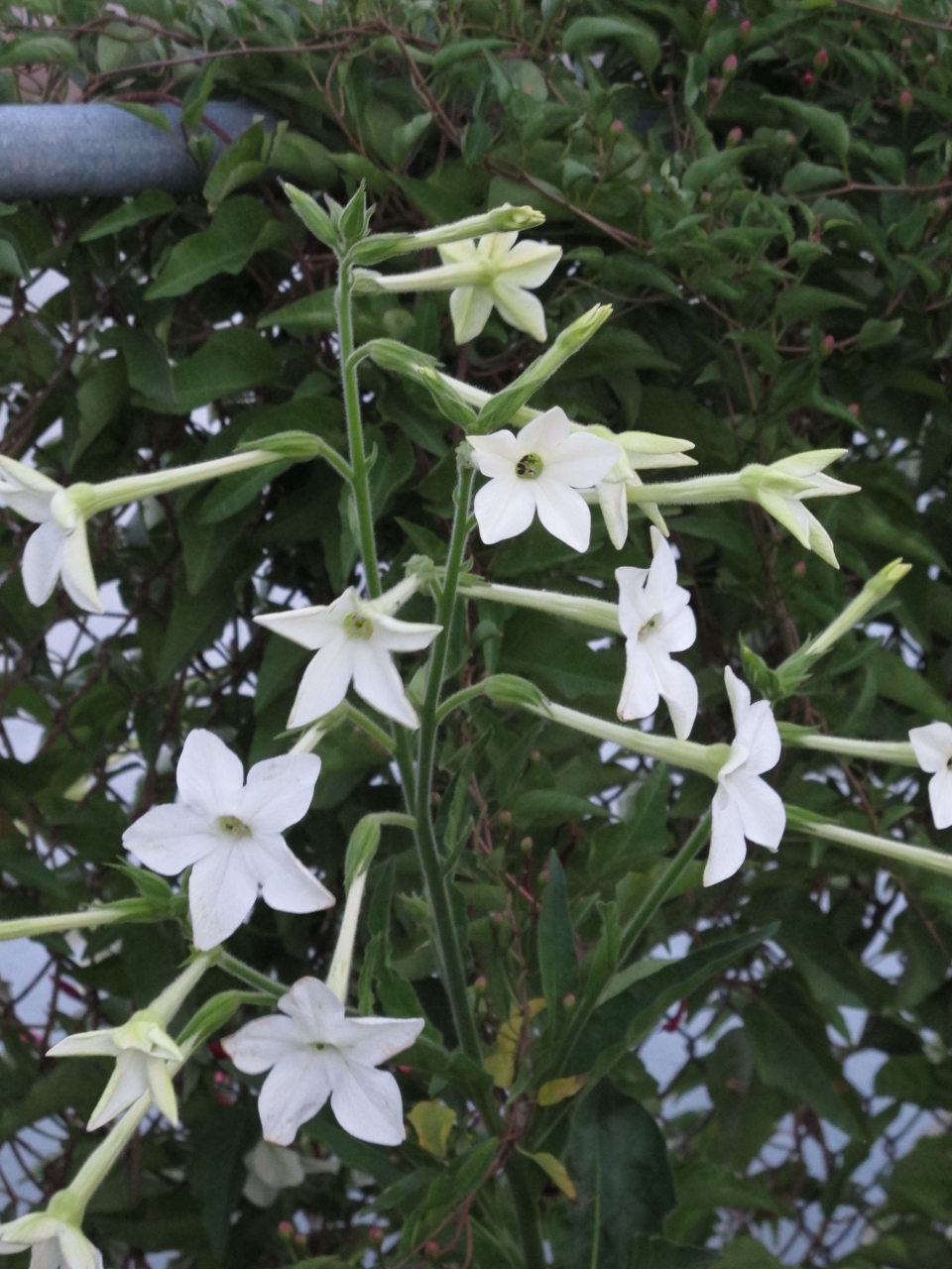 Nicotiana alata