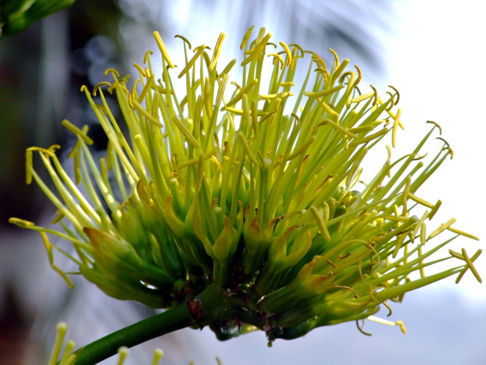 Agave americana