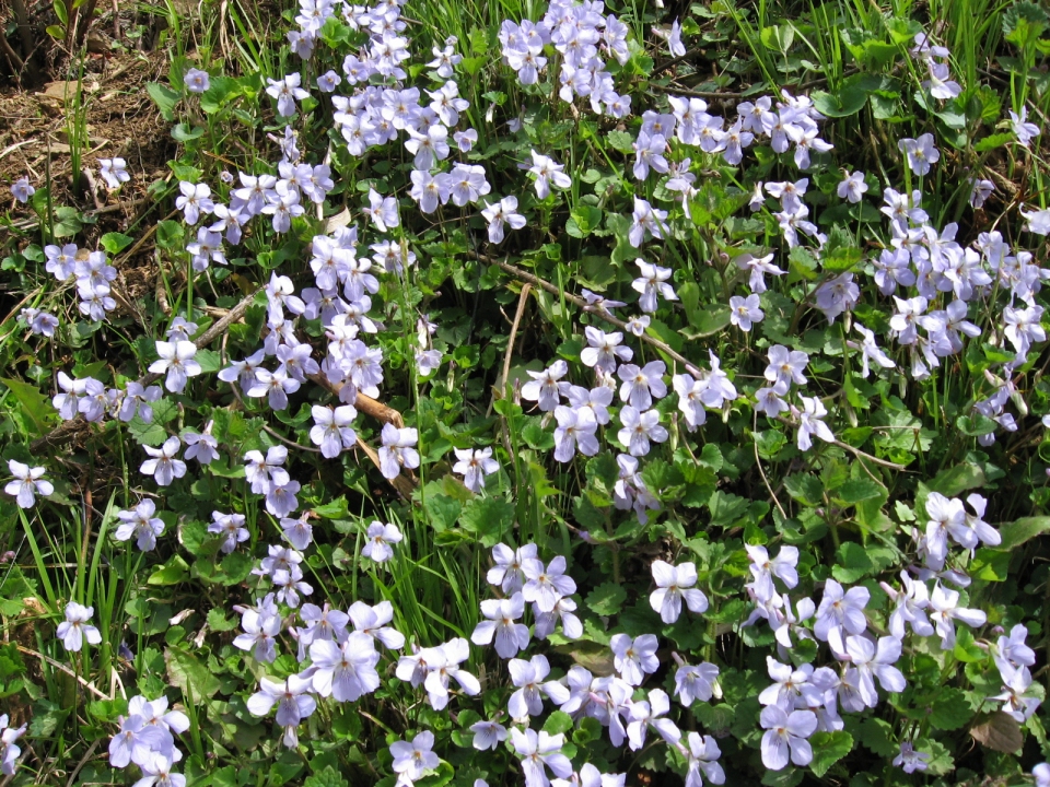 Viola grypoceras