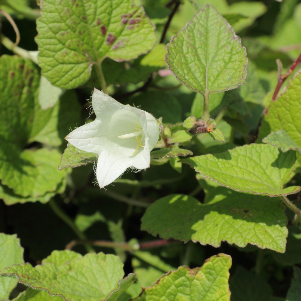 Campanula alliariifolia