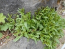 Campanula rotundifolia