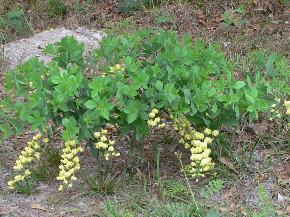 Baptisia bracteata