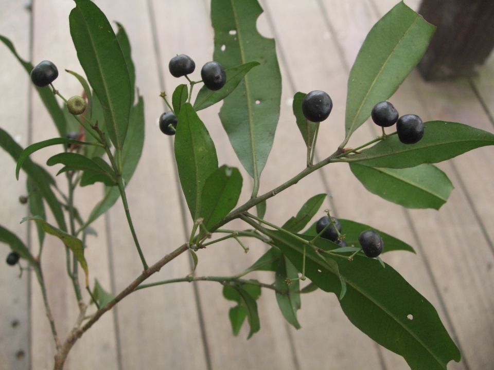 Ardisia sieboldii