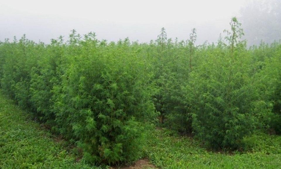 Artemisia annua