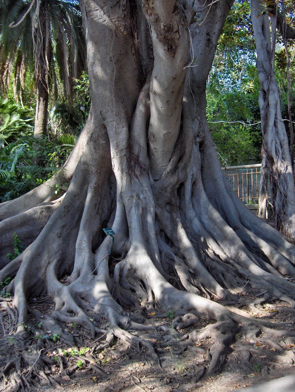 Ficus macrophylla