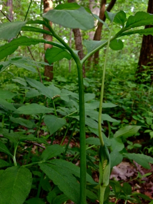 Arisaema dracontium