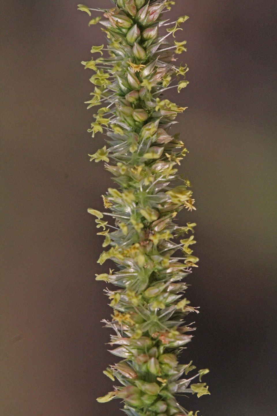 Amaranthus palmeri