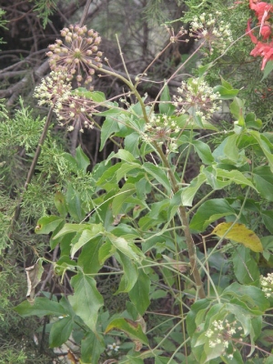 Aralia humilis