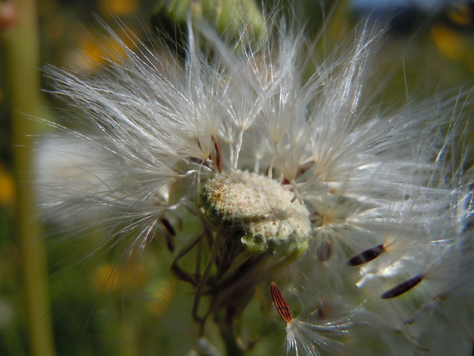 Sonchus asper