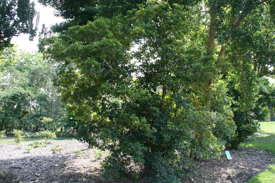 Ardisia sieboldii