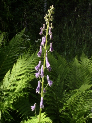 Aconitum septentrionale