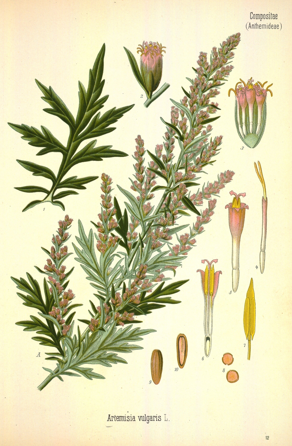 Artemisia vulgaris