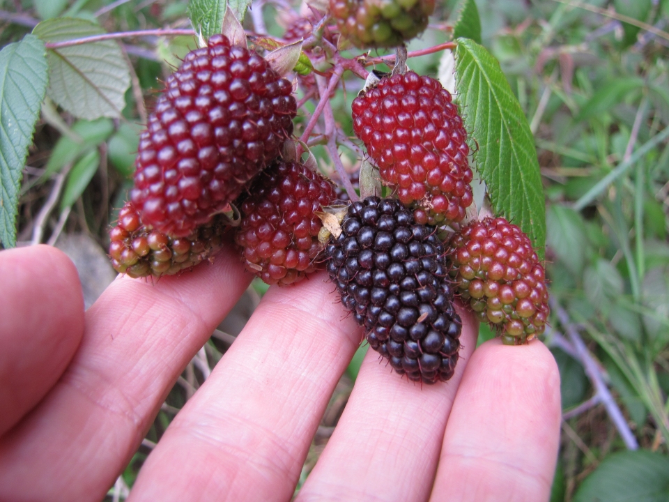 Rubus glaucus