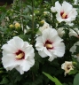 Hibiscus syriacus