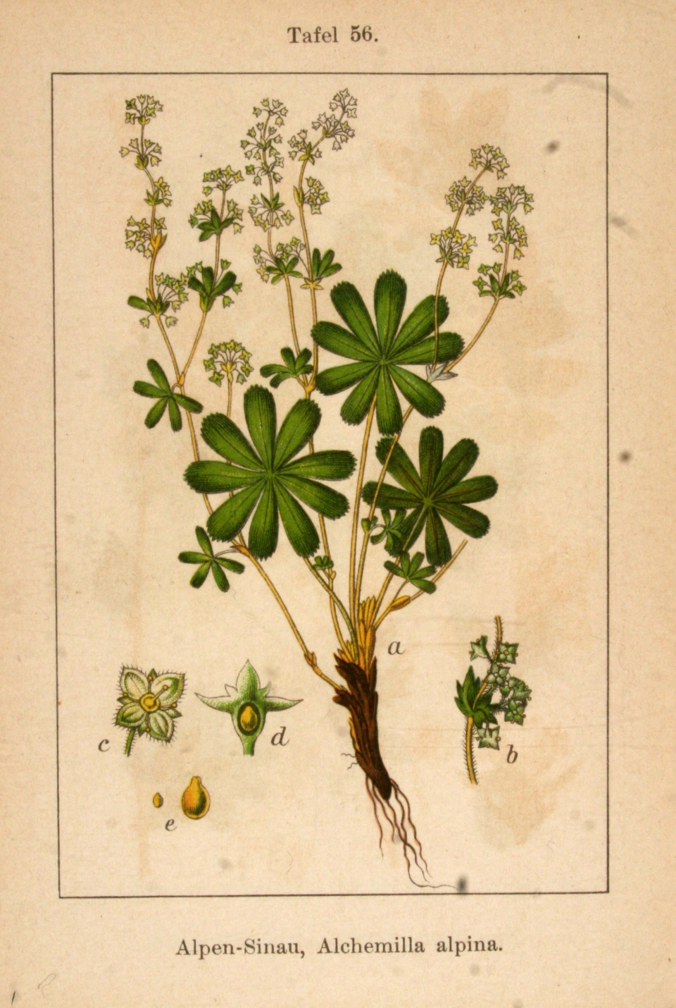 Alchemilla alpina