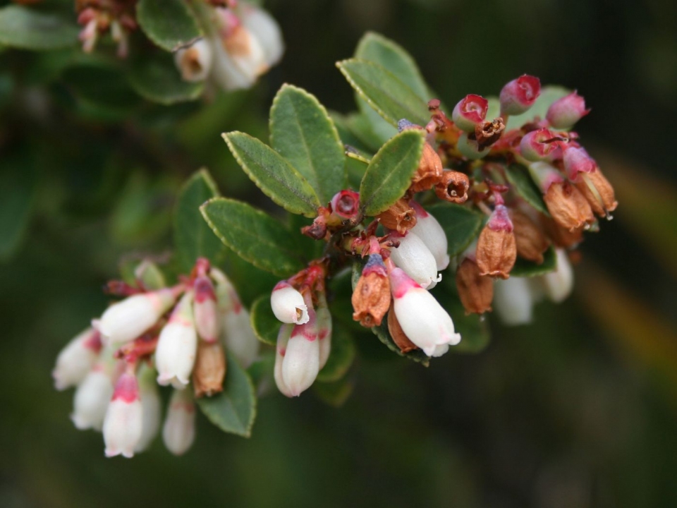 Vaccinium floribundum