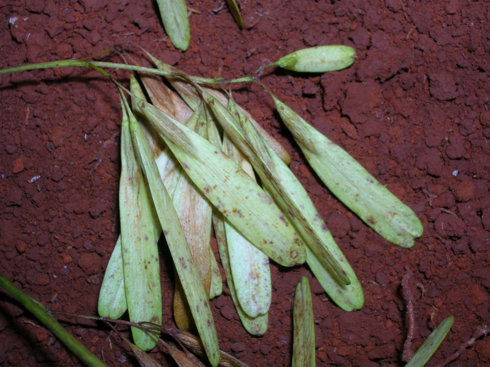 Fraxinus uhdei