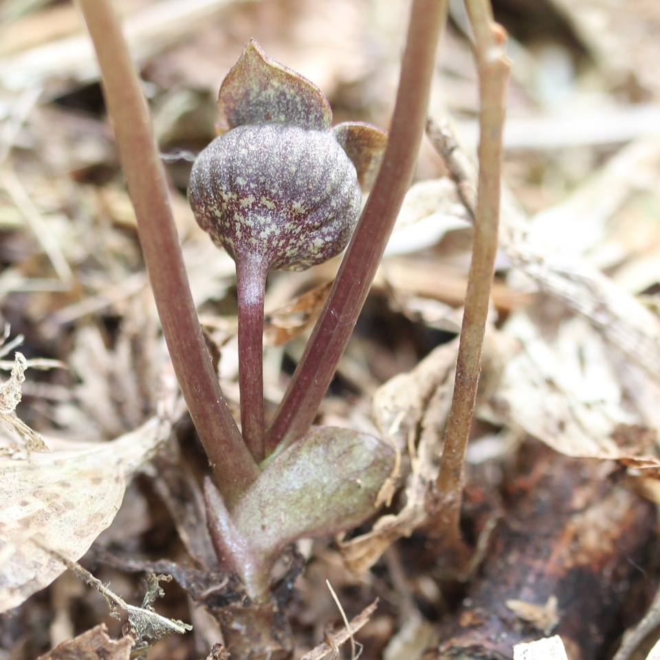 Asarum sieboldii