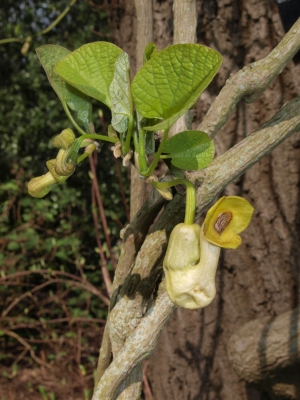 Aristolochia manshuriensis