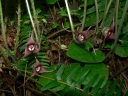 Asarum caudatum