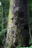 Abies holophylla