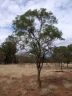 Eremophila mitchellii