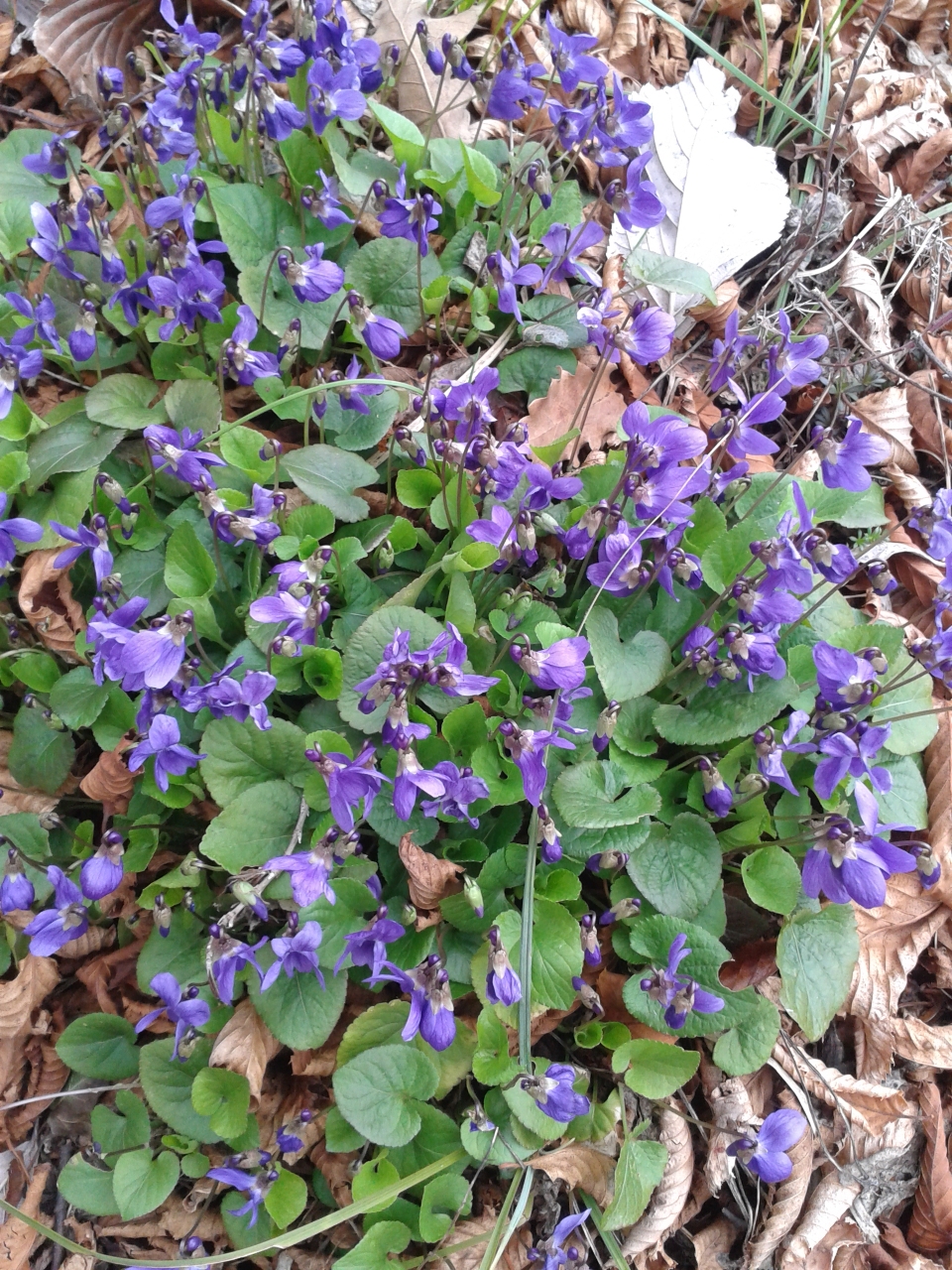 Viola odorata