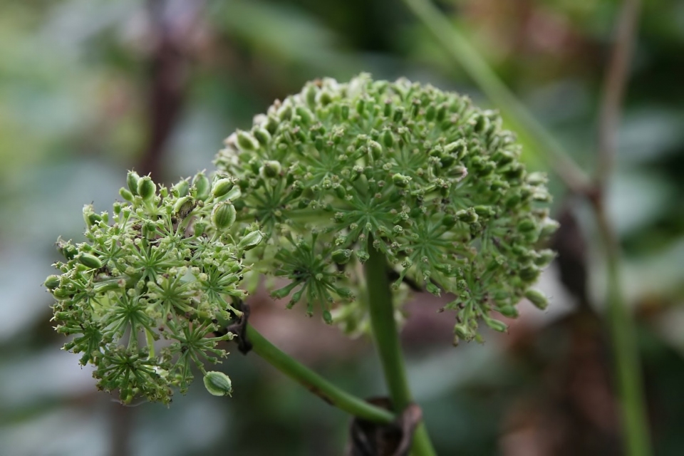 Angelica gigas