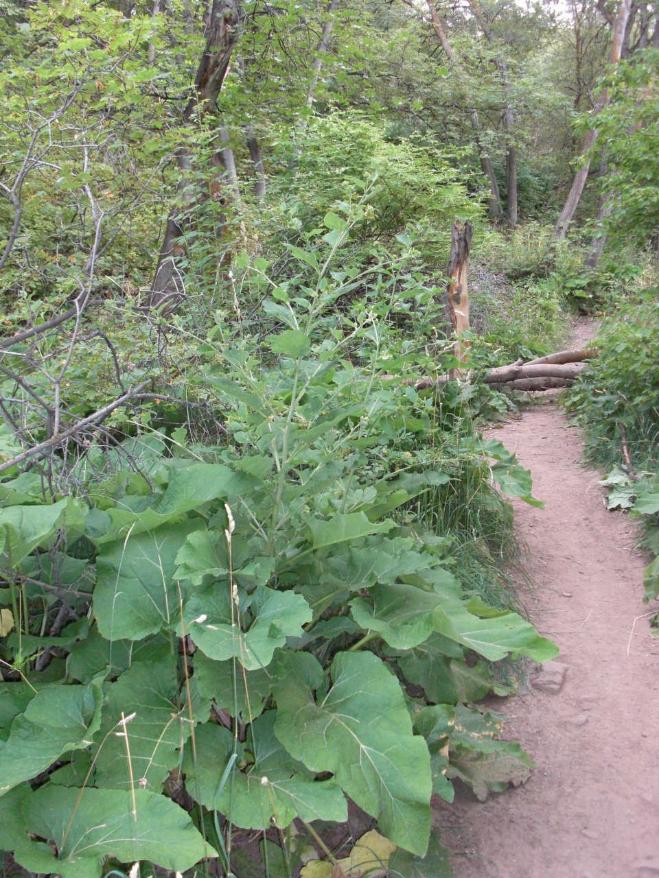 Arctium minus