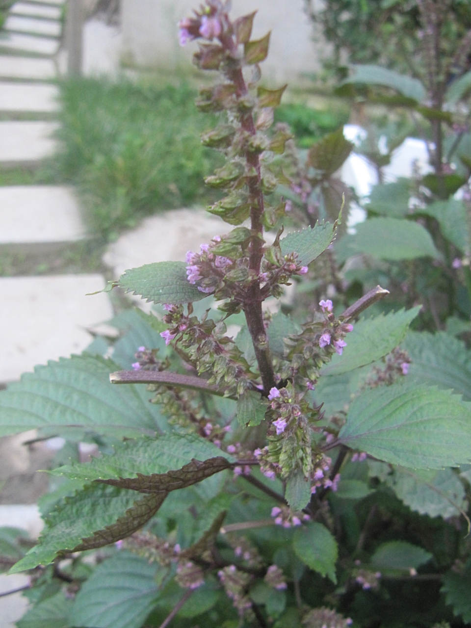 Perilla frutescens nankinensis