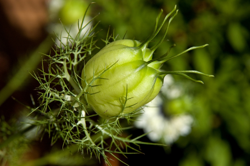 Nigella sativa